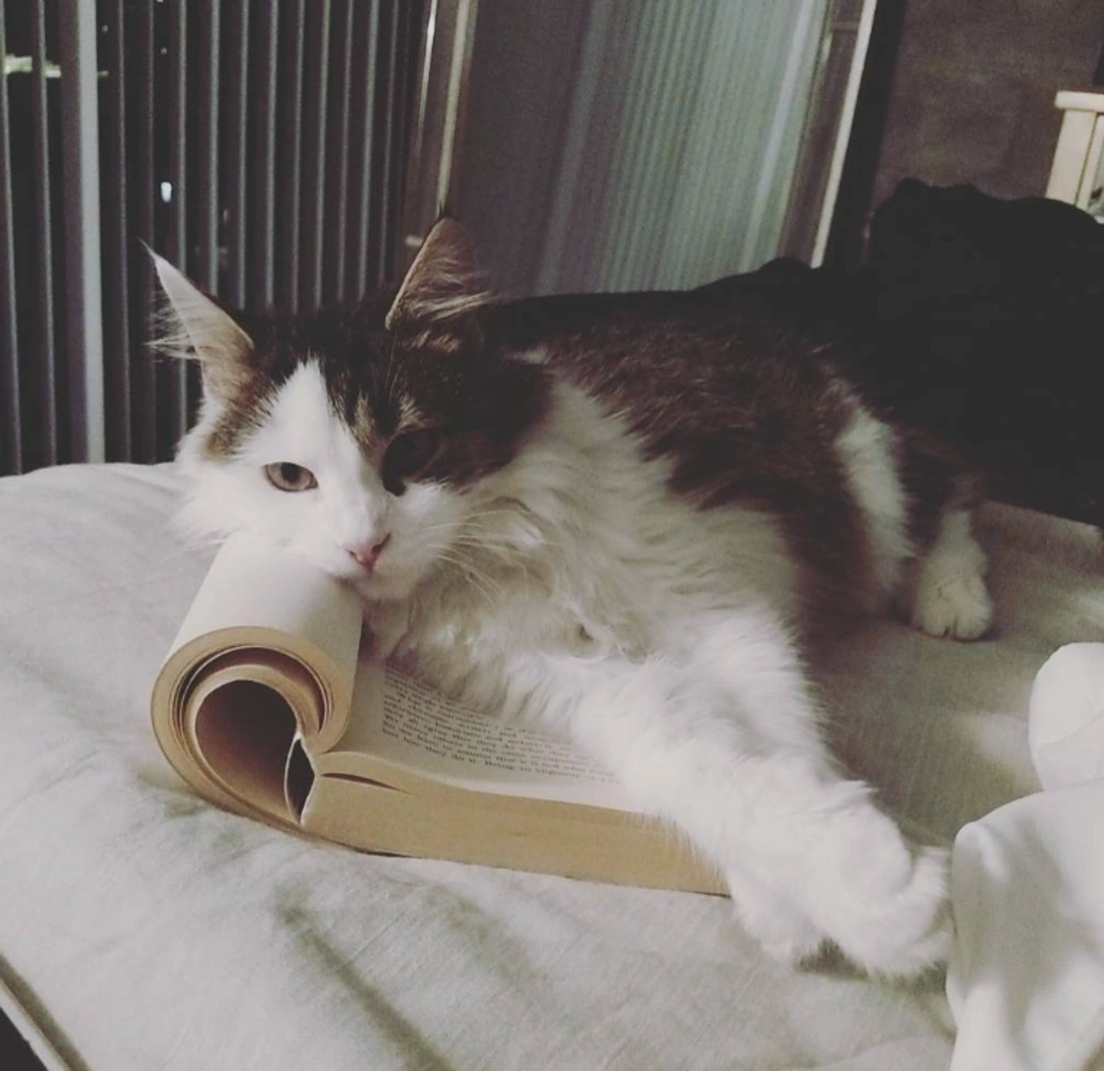 Garrett Gillin at home in Philadelphia holding his cat